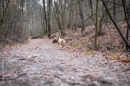 Coffee colored dog walking in the autumn forest