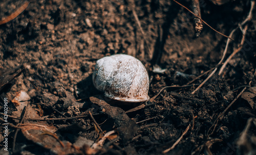 little snail crawling on the ground in the woods