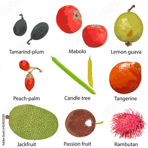 Different fruit on a white background with the names photo
