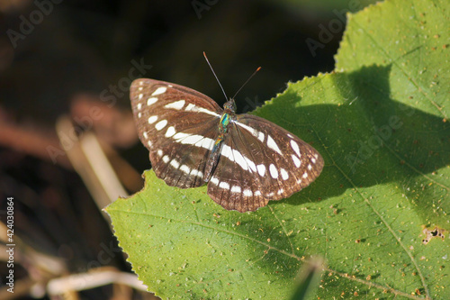 Pallas' Sailer butterfly on a green leaf photo