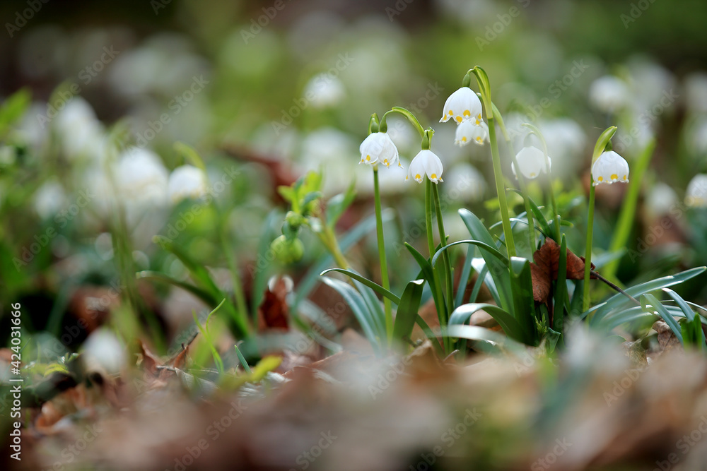 Spring snowflake in the spring forest in Lower Silesia (Poland). Spring snowflake in the spring forest in Lower Silesia (Poland).