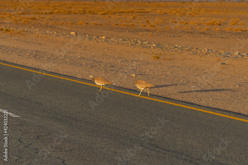 Rueppell's korhaan at the road to Sossusvlei at the morning time, Namib desert, Namibia photo
