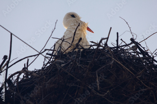 stork in nest