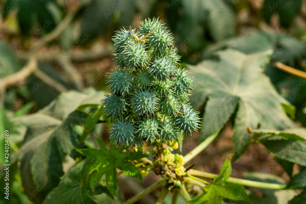 A bunch of Palmate or Ricinus communis fruits or seeds of castor oil and ricin A bunch of Palmate or Ricinus communis fruits or seeds of castor oil and ricin