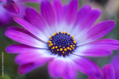 Macro photo of flowers, purple daisy  with water drop 