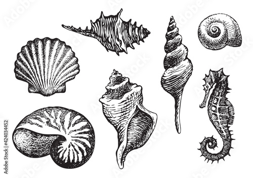 Set of hand-drawn beautiful seashells of various shapes. Black pencil drawings of shells and seahorse on a light background in retro style. Vector illustration on the theme of sea and seafood