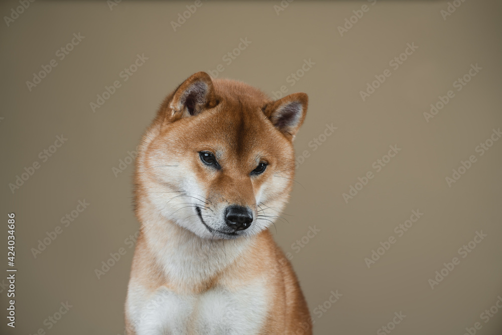 Shiba Inu dog in the studio Shiba Inu dog in the studio
