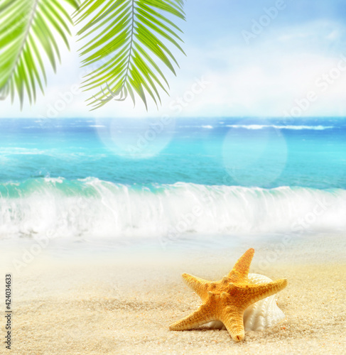 seashells and palm on the sandy beach. summer concept.
