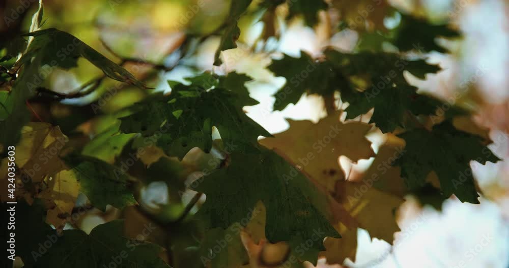 Close up, green and yellow autumn leaves Close up, green and yellow autumn leaves