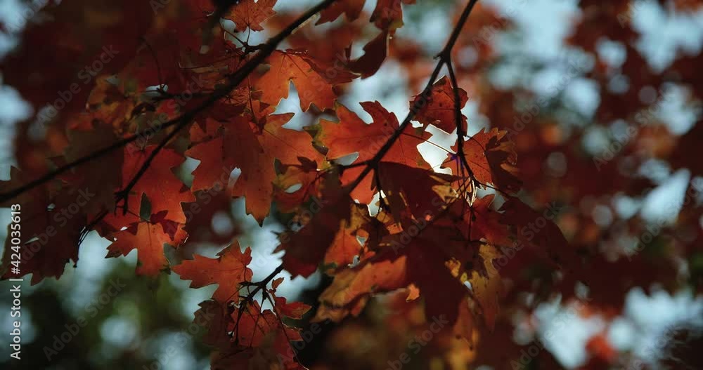 Low angle, colorful autumn foliage Low angle, colorful autumn foliage