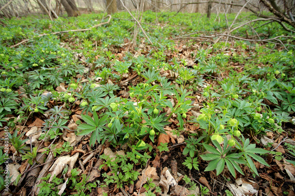 Green hellebore in the spring forest in the Kaczawskie Mountains (Lower Silesia, Poland) Green hellebore in the spring forest in the Kaczawskie Mountains (Lower Silesia, Poland)