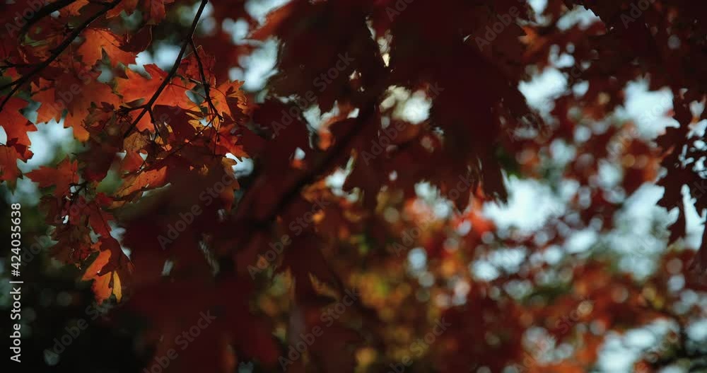Low angle, autumn foliage in rural countryside Low angle, autumn foliage in rural countryside