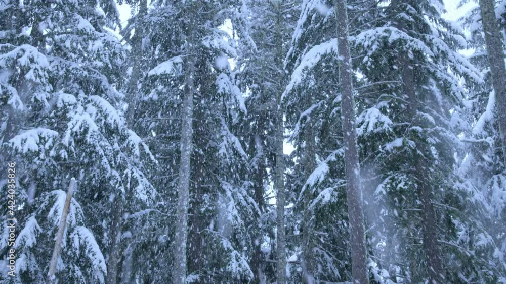 Heavy snowfall in rural Oregon forest, low angle Heavy snowfall in rural Oregon forest, low angle