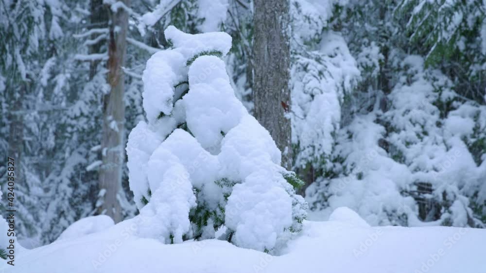 Snowy woods in Oregon, close up Snowy woods in Oregon, close up