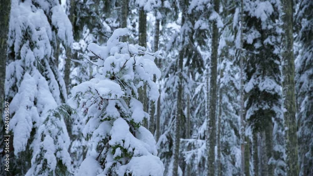 Close up, snow covered tree in Oregon Close up, snow covered tree in Oregon