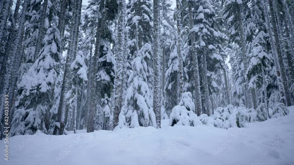 Low angle, snowy forest in Oregon Low angle, snowy forest in Oregon