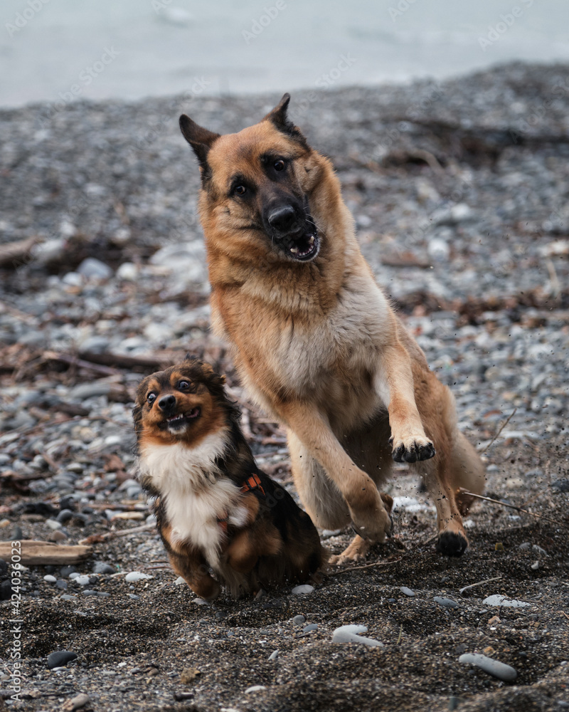 Black and red German Shepherd and brown and white little fluffy mongrel are having fun running around actively on seashore. Best friends. Two dogs play on the beach. Black and red German Shepherd and brown and white little fluffy mongrel are having fun running around actively on seashore. Best friends. Two dogs play on the beach.