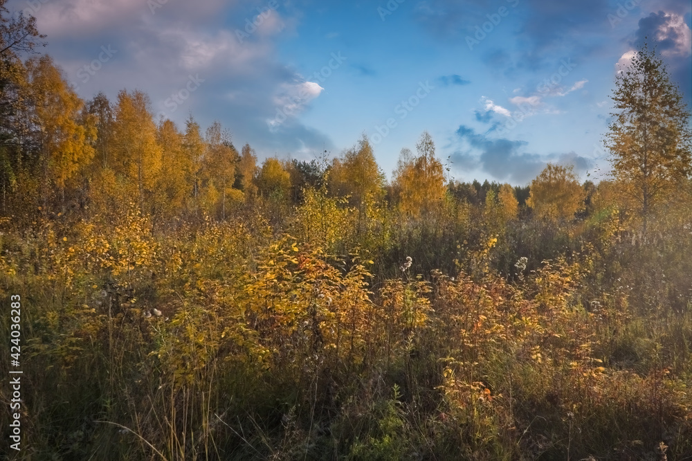 Beautiful autumn landscape. Autumn yellow and red forest, nature autumn landscape.