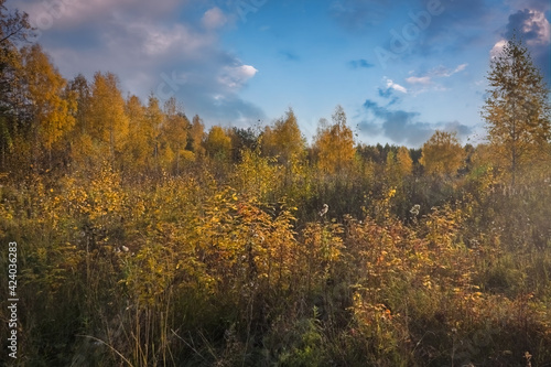 Beautiful autumn landscape. Autumn yellow and red forest  nature autumn landscape.