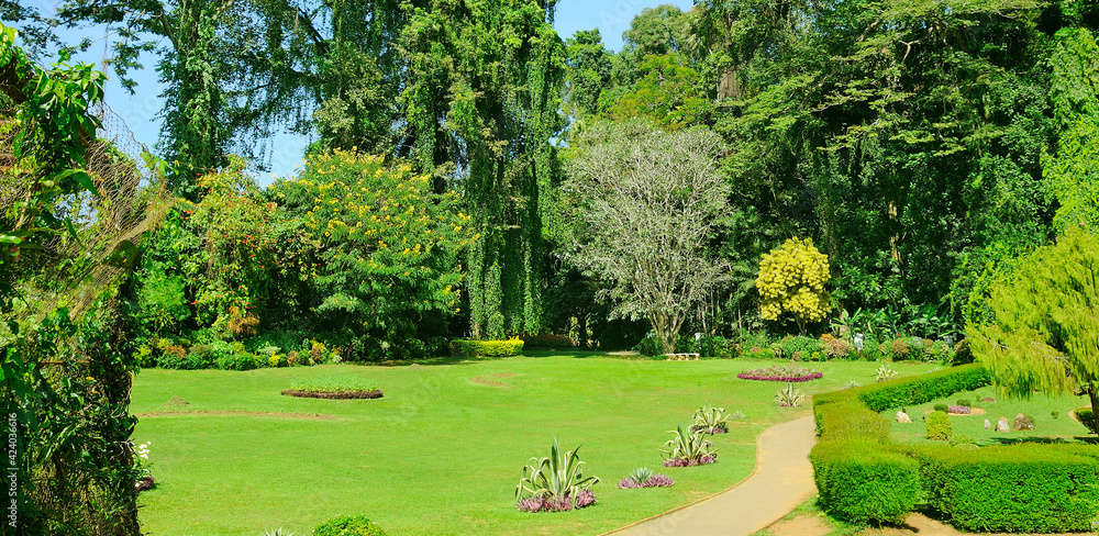 tropical garden with palm trees hedges and green lawn. Wide photo.