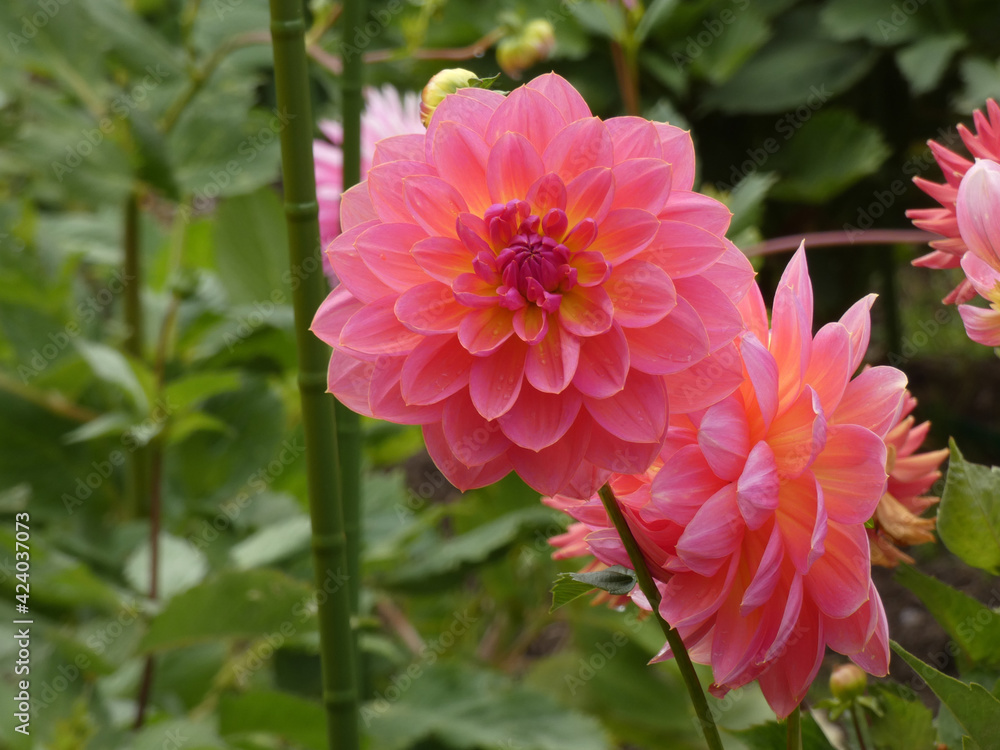 Pink Flower with green background