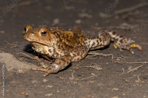 Common toad facing left