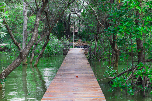 Path walk way  Wood floor with Bridge in the forest in mangrove forest.
