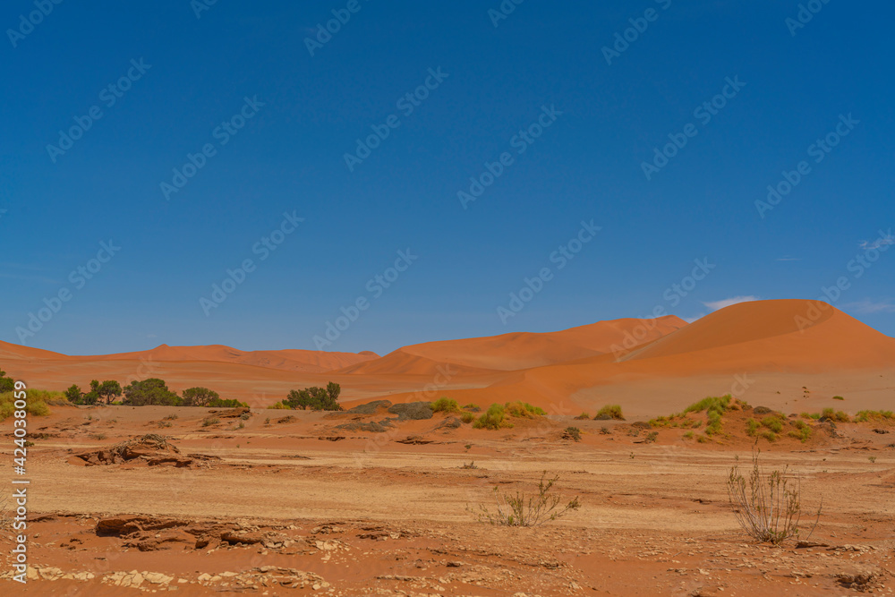 Beautiful landscape with red dunes at Sossusvlei, Namib Naukluft National Park with trees Beautiful landscape with red dunes at Sossusvlei, Namib Naukluft National Park with trees