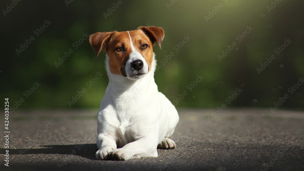 jack russell terrier dog lies in park