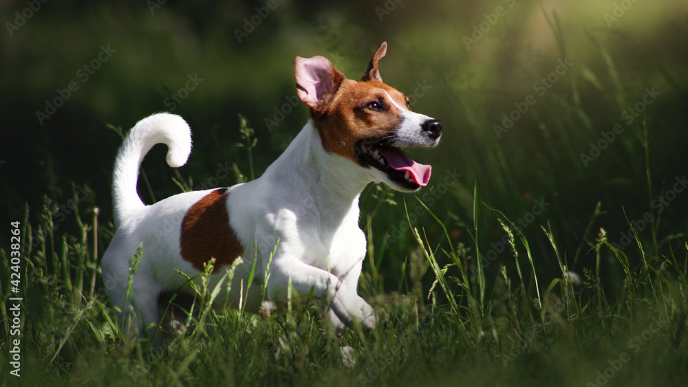 jack russell terrier dog running in park
