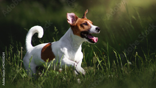 Foto jack russell terrier dog running in park