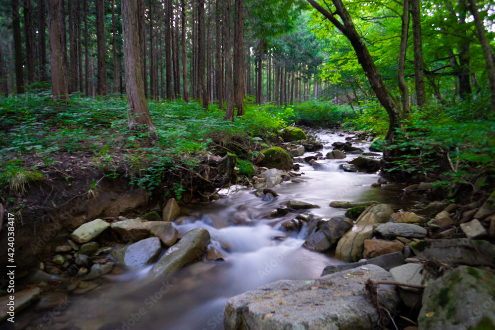 river in the forest river in the forest