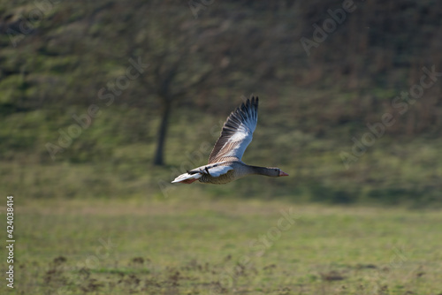 a Greylag goose, Anser anser in flight