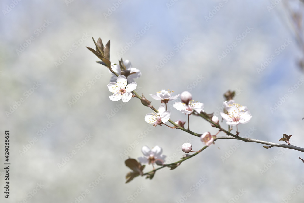 Ramoscello di fiore di ciliegio con sfondo bianco