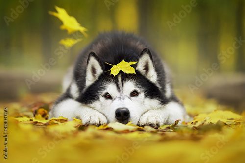 siberian husky dog in autumn nature park photo