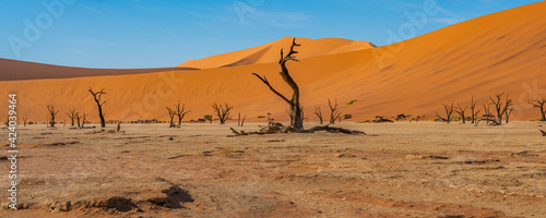 Dead camelthorn trees and red dunes in Deadvlei  Sossusvlei  Namib-Naukluft National Park  Namibia