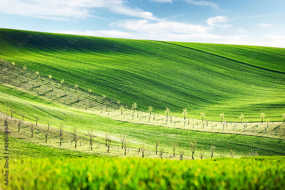 Green and yellow waves of the agricultural fields of South Moravia, Czech Republic. Rural spring landscape with colored striped hills with trees. Can be used like nature background or texture