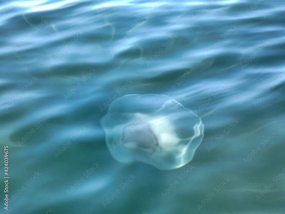 Naklejka premium Floating Jellyfish