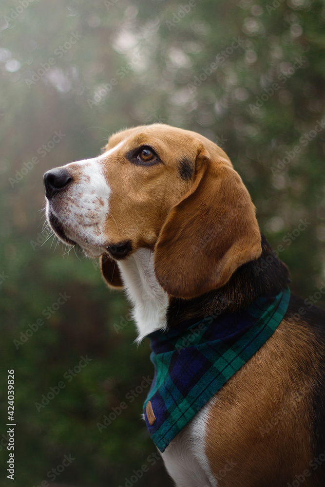beagle dog portrait on street