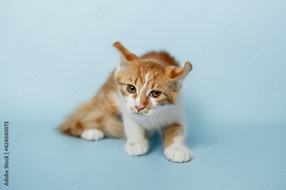 funny small kitten on blue background