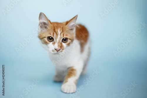 funny small kitten on blue background