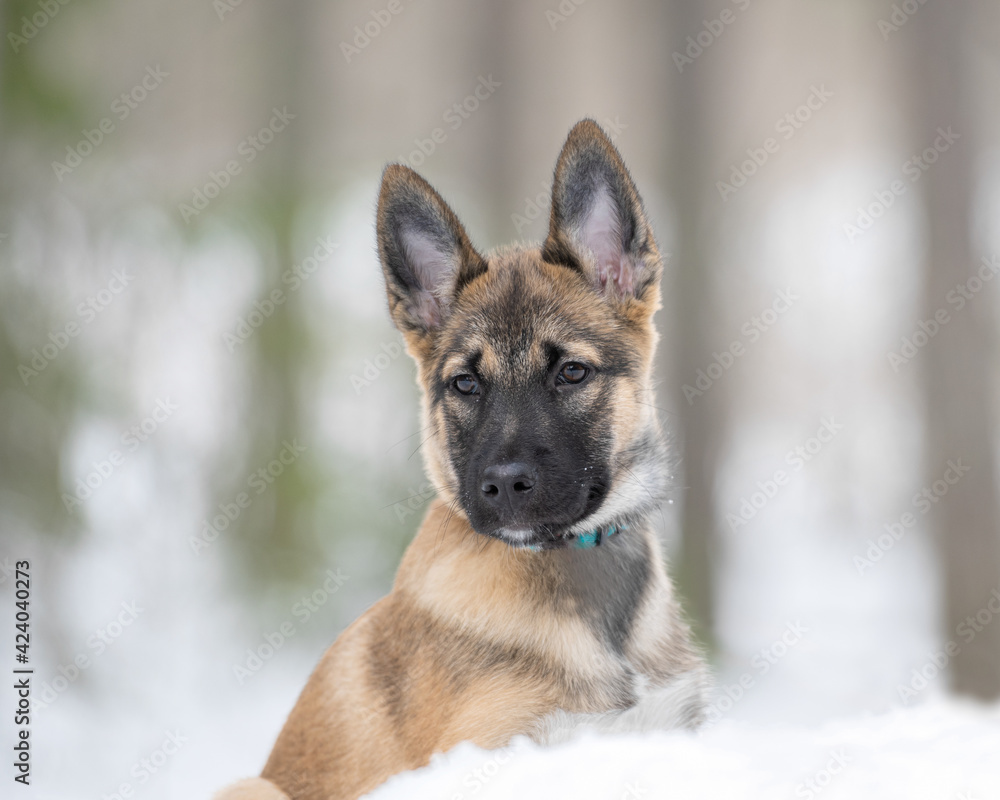 East siberian laika puppy is sitting in snowy forest
