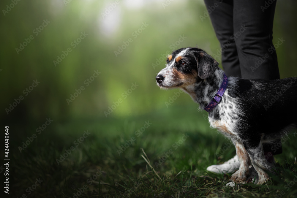 pointed dog in green nature nearby person legs pointed dog in green nature nearby person legs