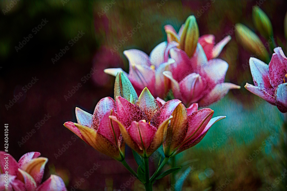 pink lotus flower pink lotus flower