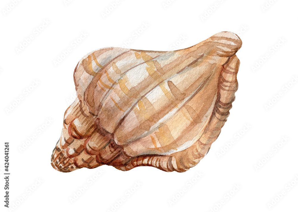 Hand painted watercolor Seashells on isolated white background Hand painted watercolor Seashells on isolated white background