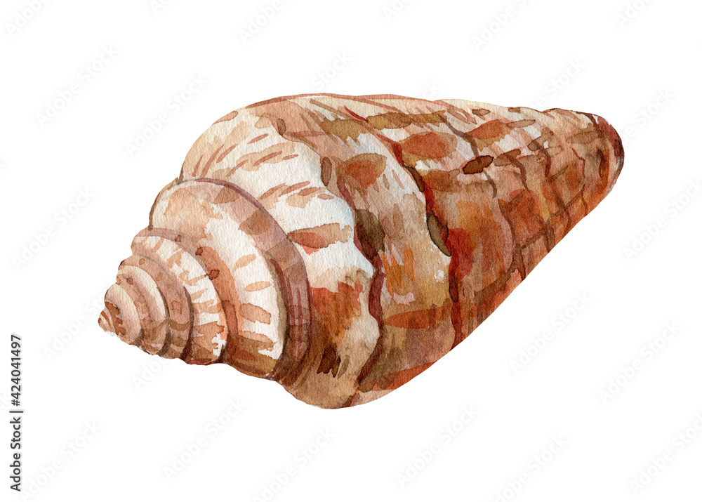 Watercolor seashell on an isolated white background, hand drawing, summer sea clipart Watercolor seashell on an isolated white background, hand drawing, summer sea clipart