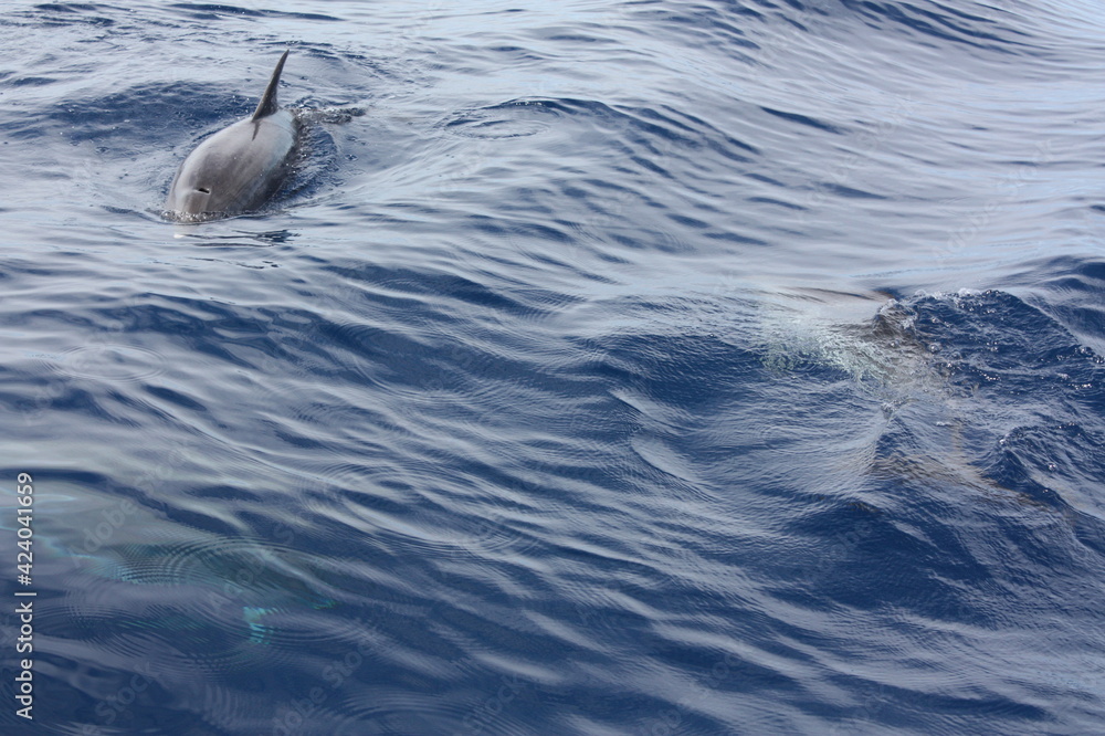 Fototapeta premium Delfines