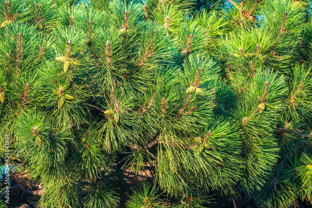 Closeup photo of green needle pine tree. Small pine cones at the end of branches. Blurred pine needles in background Closeup photo of green needle pine tree. Small pine cones at the end of branches. Blurred pine needles in background