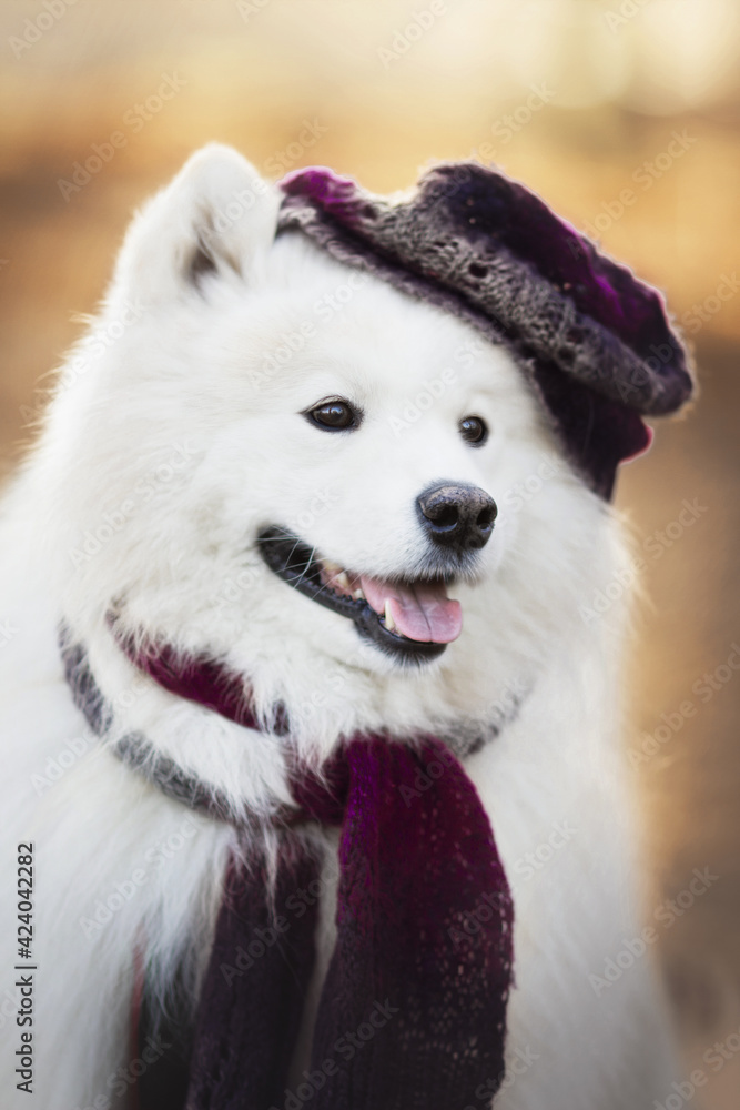 white samoyed dog portrait in hat and scarf