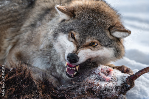 Angry Grey Wolf. European Wolf   Canis Lupus   With Bared Jaws And Yellow Eyes Protects Its Prey. Animal Grin. Wolf s Gaze